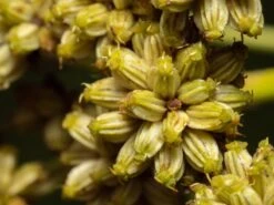 Lovage Seeds 7 Lovage Seeds -Plants Shop lovage3