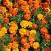 Marigold – Sparky Mixed Seeds -Plants Shop marigold sparky mix