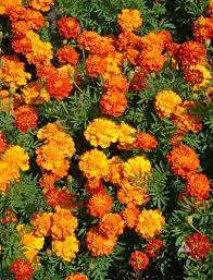 Marigold – Sparky Mixed Seeds