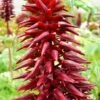 Other Melianthus Honey Bush Seeds -Plants Shop melianthus2