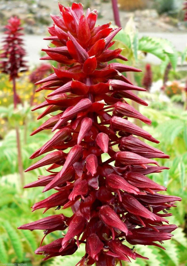 Other Melianthus Honey Bush Seeds 3 Other Melianthus Honey Bush Seeds