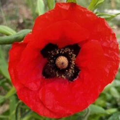 Mixed Poppy Seeds -Plants Shop mixedpoppy2