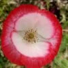 Mixed Poppy Seeds -Plants Shop mixedpoppy3
