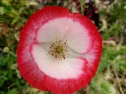 Mixed Poppy Seeds
