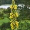 Mullein Verbascum Thapsus Seeds -Plants Shop mullien2