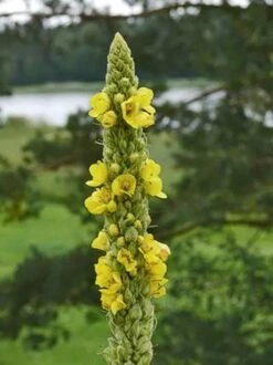 Mullein Verbascum Thapsus Seeds