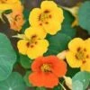 Nasturtium Mixed Seeds -Plants Shop nasturtium2