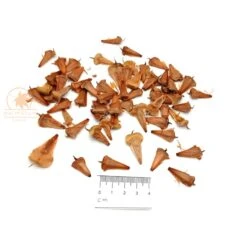 Araucaria Heterophylla – Norfolk Island Pine (pack Of 30) Seeds -Plants Shop norfolk island pine 60 seeds