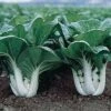 Pak Choi White Stem Seeds -Plants Shop pakchoi2