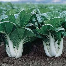 Pak Choi White Stem Seeds