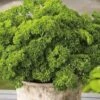 Parsley Curlina Seeds -Plants Shop parsley curlina