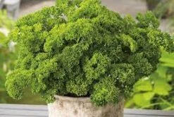 Parsley Curlina Seeds