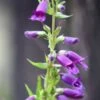 Penstemon Compact Flower Seeds -Plants Shop penstemon1