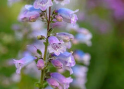Penstemon Compact Flower Seeds -Plants Shop penstemon3