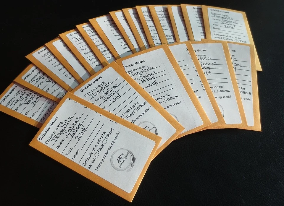 Organic Chilli Manzano Seeds 3 Organic Chilli Manzano Seeds