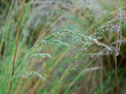 Poa Labillardierei – Common Tussock-Grass Seeds -Plants Shop poa lab 2