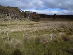Poa Labillardierei – Common Tussock-Grass Seeds -Plants Shop poa lab