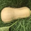 Butternut Pumpkin Seeds -Plants Shop pumpkin scaled 1