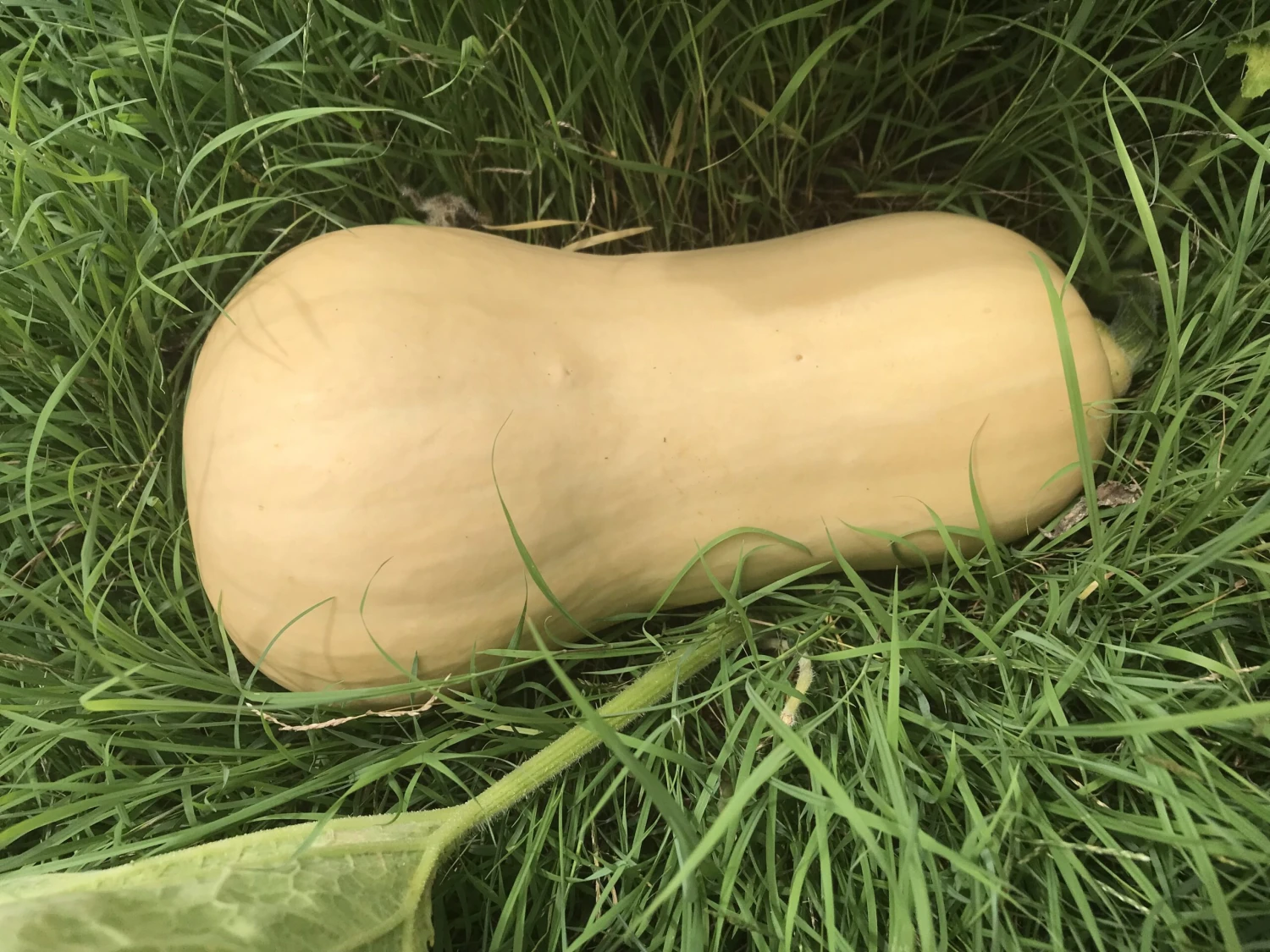 Butternut Pumpkin Seeds 3 Butternut Pumpkin Seeds