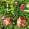 Californian Poppy Purple Gleam Seeds -Plants Shop purplegleam