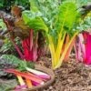 Rainbow Chard Seeds -Plants Shop rainbowchard1