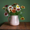 Painted Daisy (Rainbow Chrysanthemum) Seeds -Plants Shop rainbowchrys