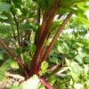 Celery Red Stemmed Seeds -Plants Shop redstemmedcelery