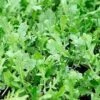 Rocket Salad Seeds -Plants Shop rocket2