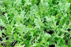 Rocket Salad Seeds