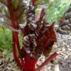 Ruby Red Chard Seeds -Plants Shop rubychard