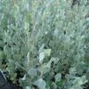 Atriplex Nummularia – Oldman Saltbush Seeds