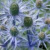 Sea Holly Seeds -Plants Shop sea holly seeds australia