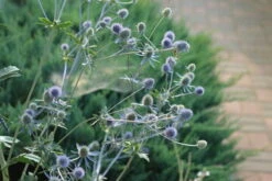 Sea Holly Seeds -Plants Shop sea holly seeds australia2