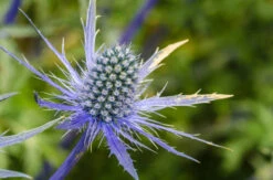 Sea Holly Seeds -Plants Shop seaholly2