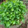 Gotukola (Centella Asiatica) Seeds -Plants Shop seed pot gotukola whole scaled 1
