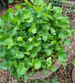 Gotukola (Centella Asiatica) Seeds
