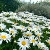 Shasta Daisy Seeds -Plants Shop shasta2