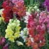 Snapdragon Mixed Seeds -Plants Shop snapmixed