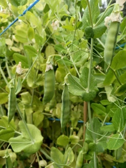 Plants Shop -Plants Shop spanish skyscraper pea2