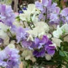 Mixed Sweet Pea Seeds -Plants Shop sweetpea