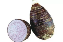 Taro Seedling Plants -Plants Shop taro yam