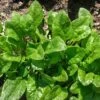Spinach Viroflay Seeds -Plants Shop viroflay