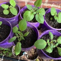 2 Chinese Truffle Aka French Vitelotte Violet Potato Plant -Plants Shop vitelotte green leaf