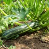 Zucchini Cocozelle Seeds -Plants Shop zucchini cocozelle