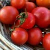 Tomato Lutschist Zurich Seeds 1 Tomato Lutschist Zurich Seeds -Plants Shop zurich